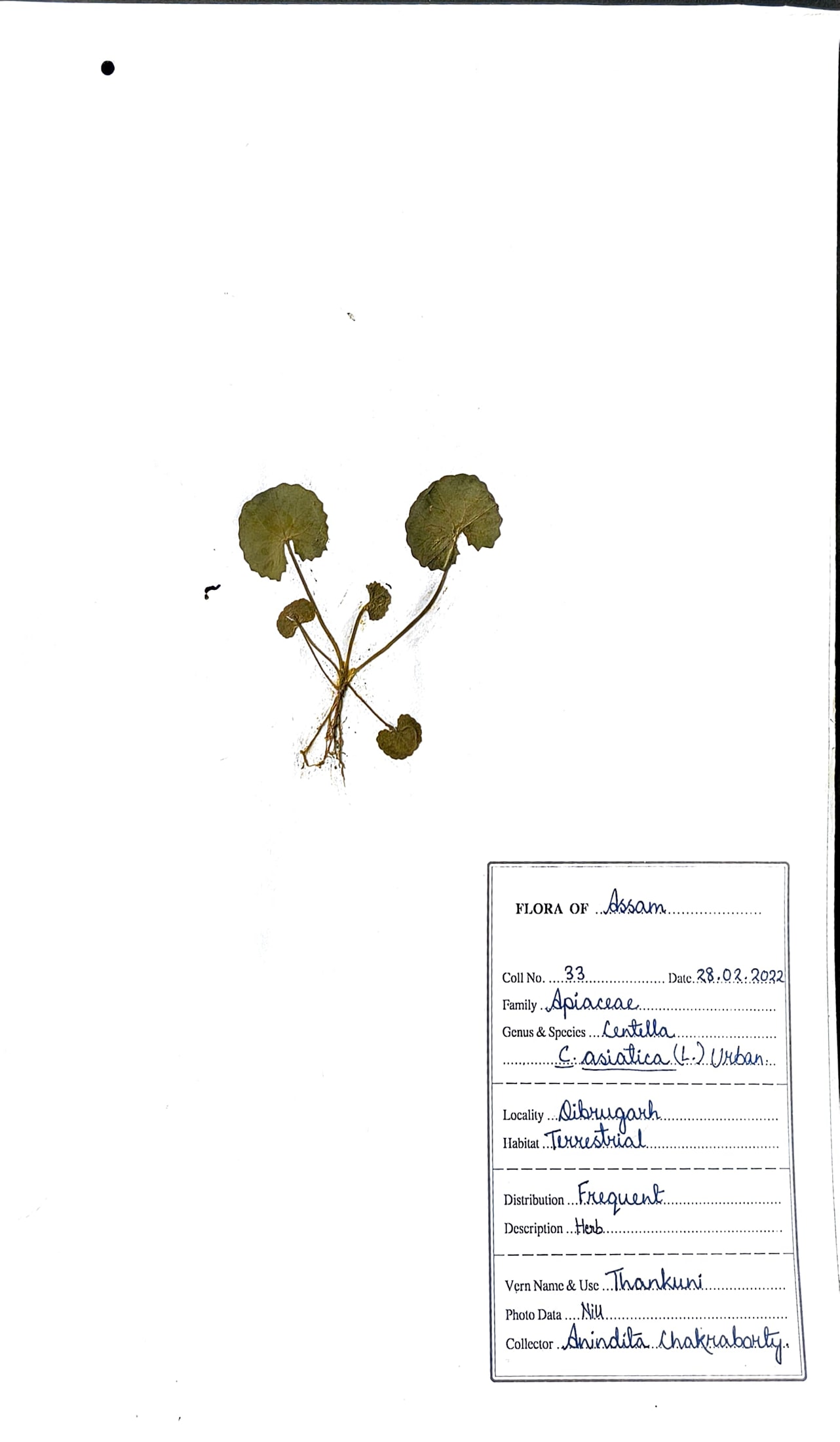 Bor- manimuni (Ass.) (Herbarium)